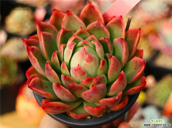东云系的红女巫 Echeveria nanacan