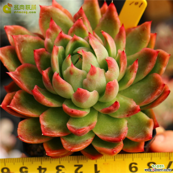 东云系的红女巫 Echeveria nanacan
