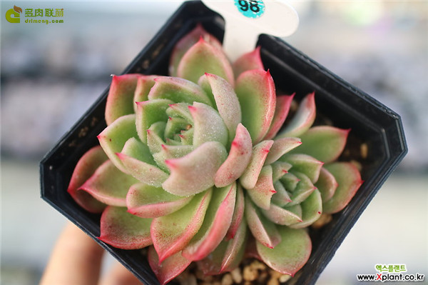 东云系的红女巫 Echeveria nanacan