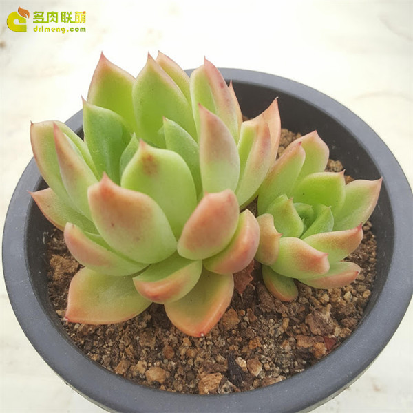 东云系的红女巫 Echeveria nanacan