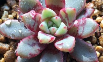 叶面血斑的回声