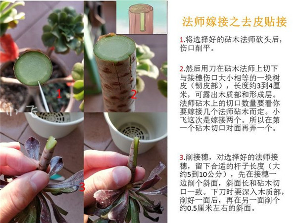 法师叶片嫁接图片