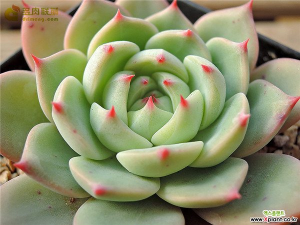 假日 Echeveria Holiday