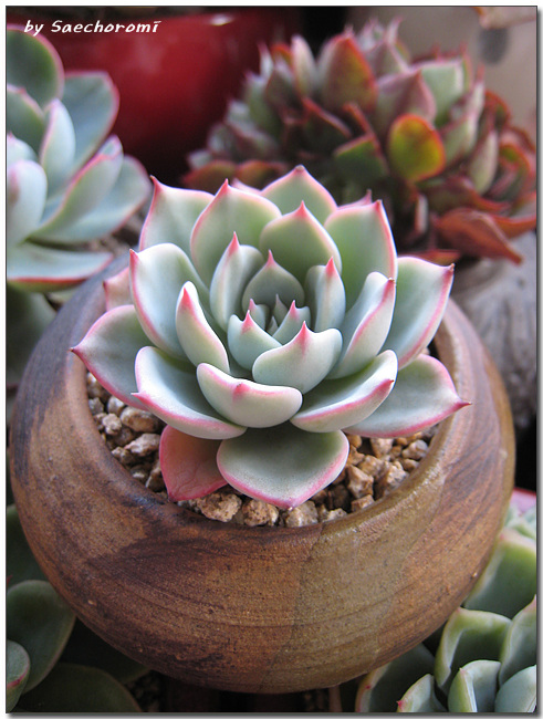 假日 Echeveria Holiday