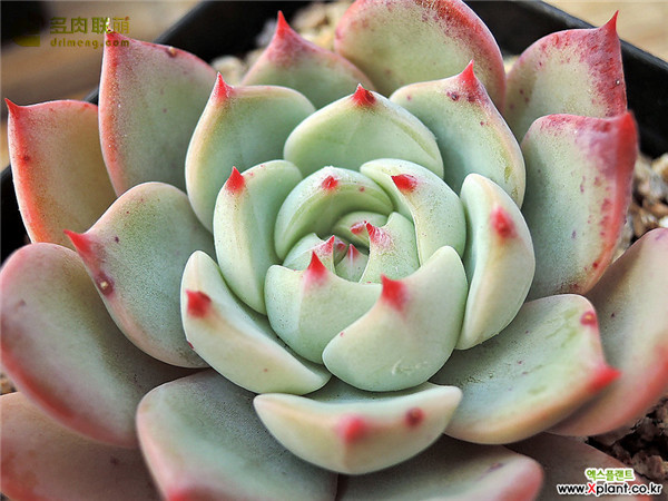 假日 Echeveria Holiday