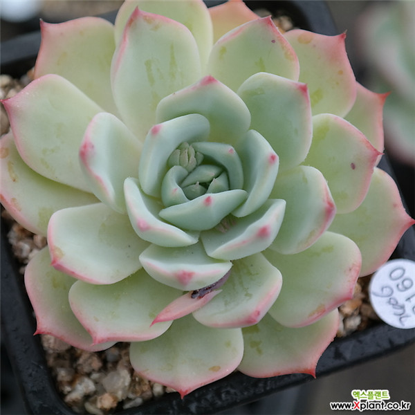 假日 Echeveria Holiday