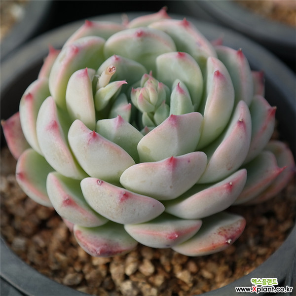 假日 Echeveria Holiday