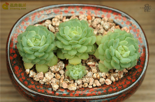 静司 Echeveria Dorette