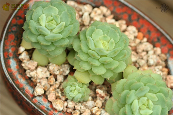 静司 Echeveria Dorette