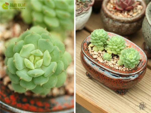 静司 Echeveria Dorette