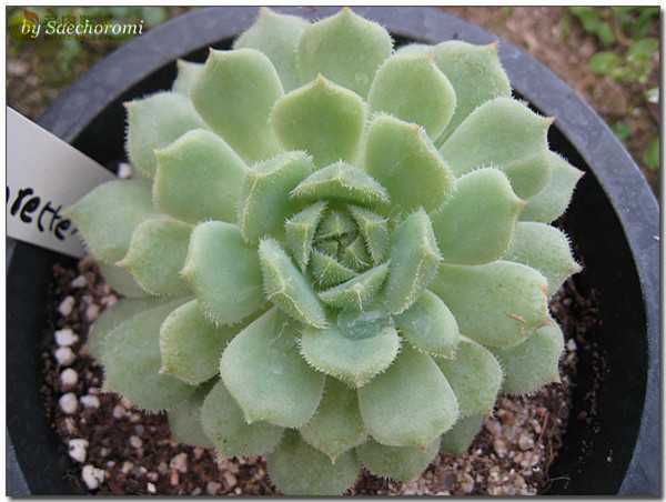 静司 Echeveria Dorette