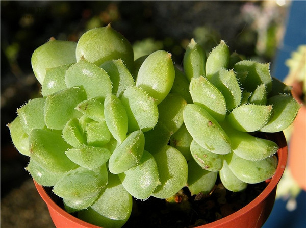 静司 Echeveria Dorette