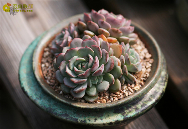 克拉拉 Echeveria Clara