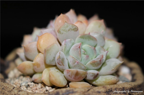 克拉拉 Echeveria Clara