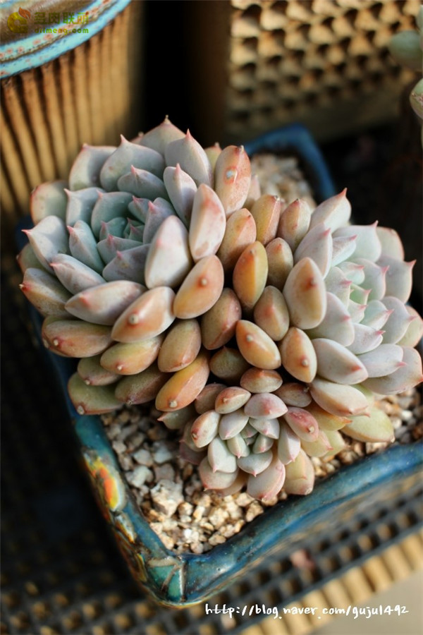 克拉拉 Echeveria Clara