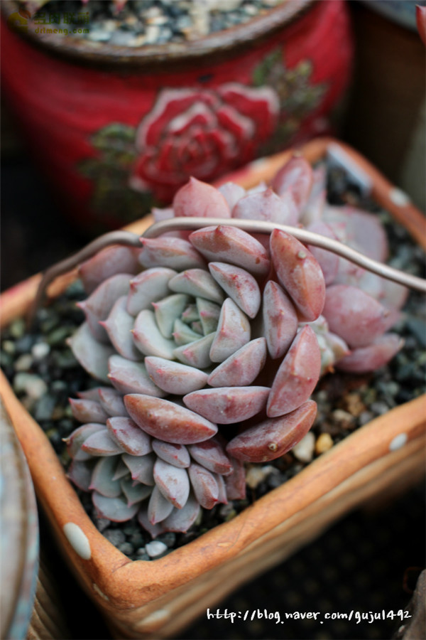 克拉拉 Echeveria Clara