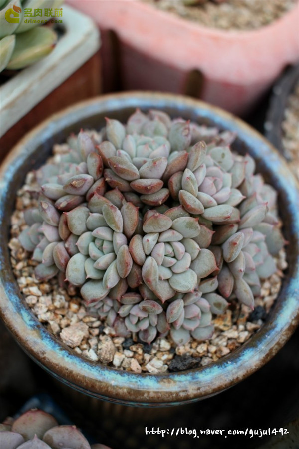 克拉拉 Echeveria Clara