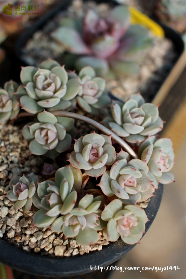 克拉拉 Echeveria Clara