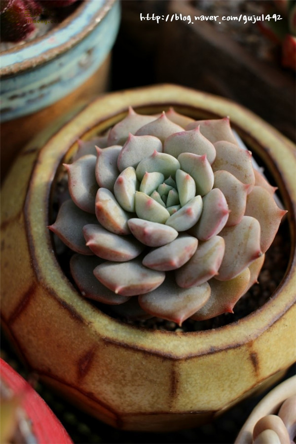 克拉拉 Echeveria Clara