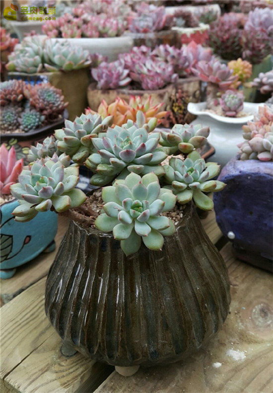 莱恩小精灵 Echeveria 'Chrissy N ryan'