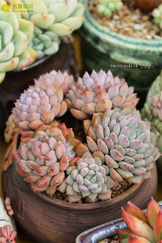 莱恩小精灵 Echeveria 'Chrissy N ryan'