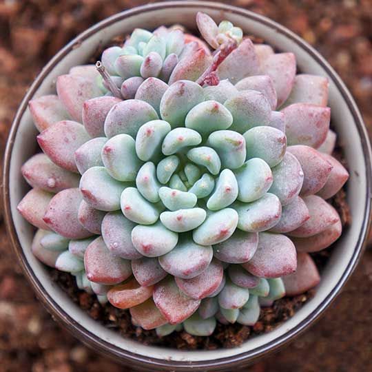 莱恩小精灵 Echeveria 'Chrissy N ryan'