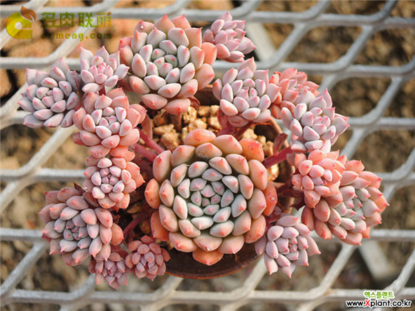 粉色系多肉植物莱恩小精灵 Echeveria 'Chrissy N ryan'