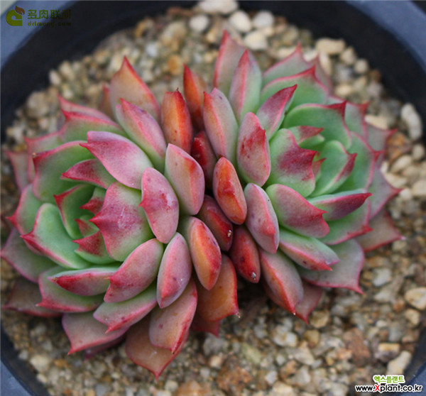 拉姆雷特 Echeveria ramillette