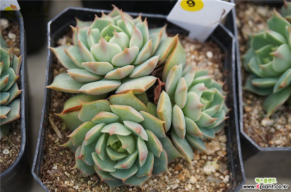 拉姆雷特 Echeveria ramillette