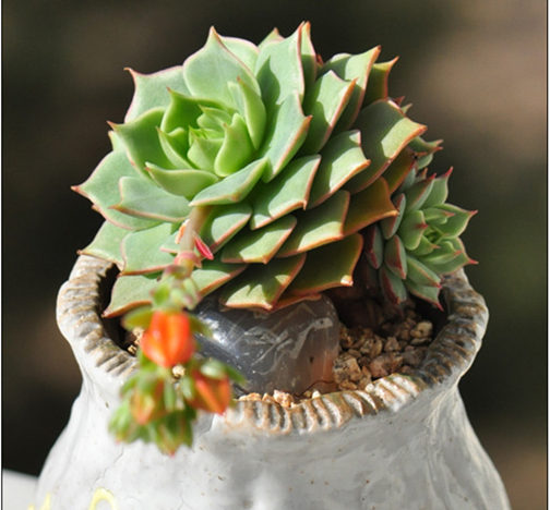 拉姆雷特 Echeveria ramillette