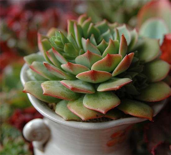 拉姆雷特 Echeveria ramillette