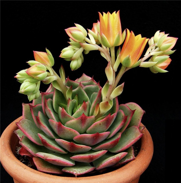 拉姆雷特 Echeveria ramillette