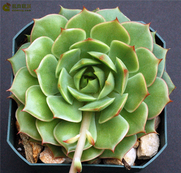 拉姆雷特 Echeveria ramillette