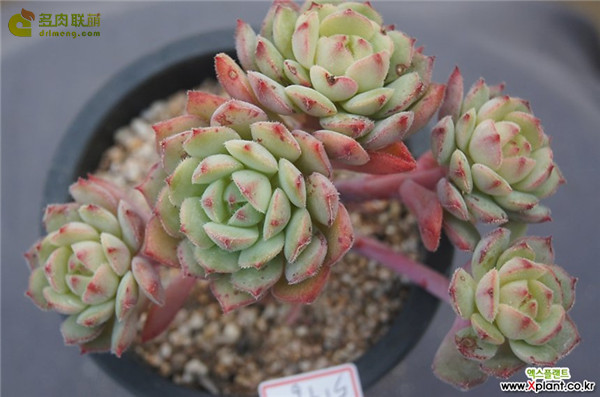 毛莲 Echeveria 'Kircheriana'