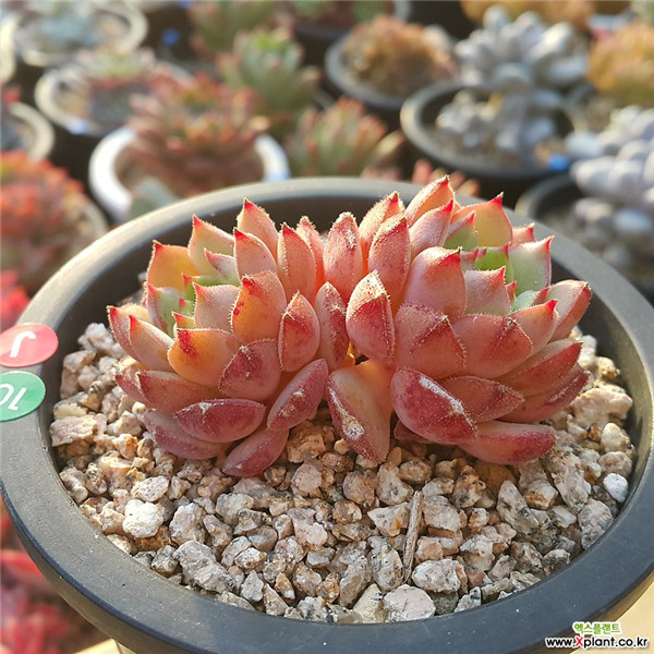 毛莲 Echeveria 'Kircheriana'