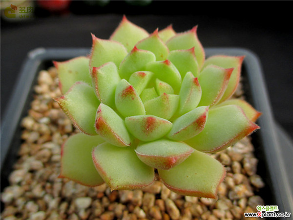 毛莲 Echeveria 'Kircheriana'