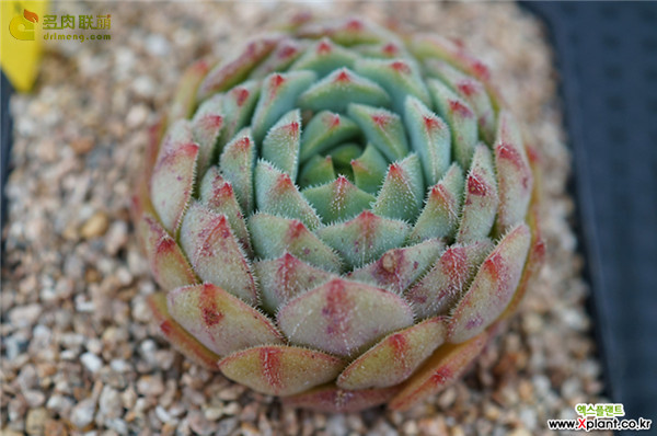 毛莲 Echeveria 'Kircheriana'