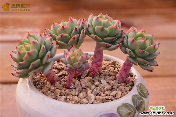 毛莲 Echeveria 'Kircheriana'