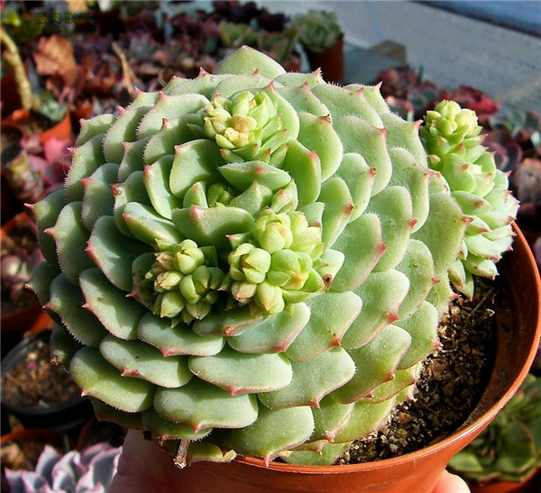 毛莲 Echeveria 'Kircheriana'