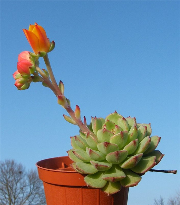 毛莲 Echeveria 'Kircheriana'