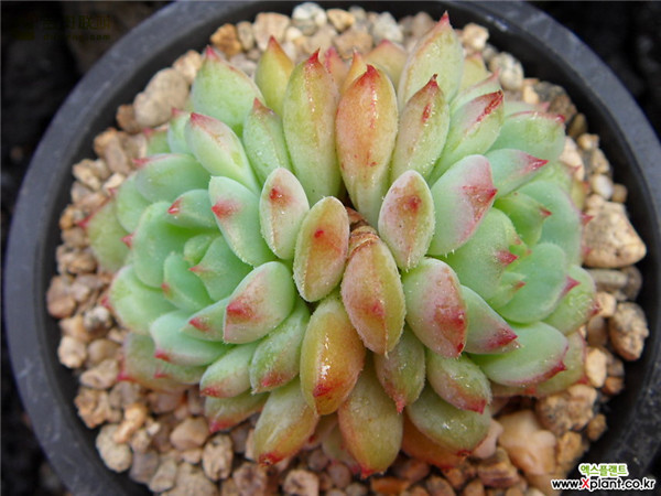 玫瑰莲 Echeveria Derosa