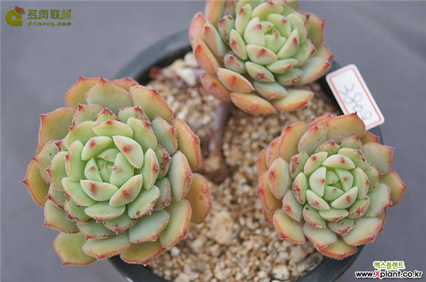 玫瑰莲 Echeveria Derosa