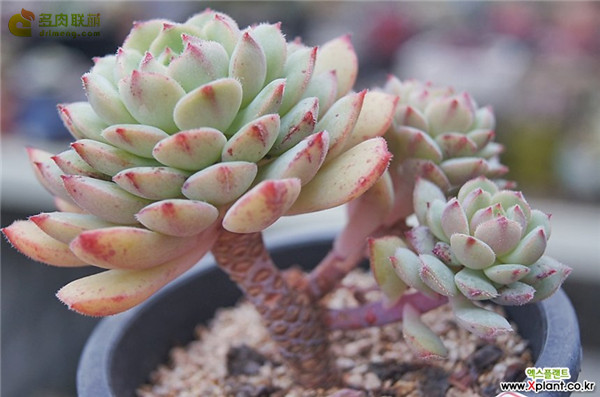 玫瑰莲 Echeveria Derosa