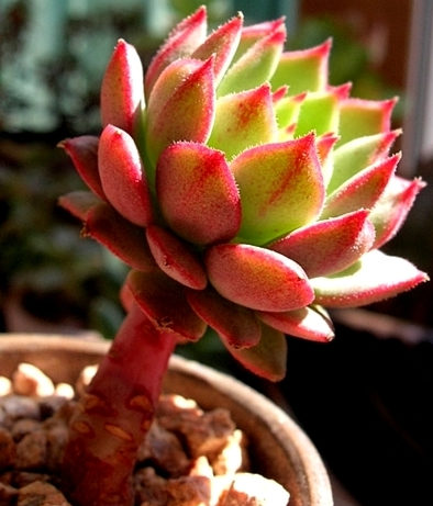 玫瑰莲 Echeveria Derosa