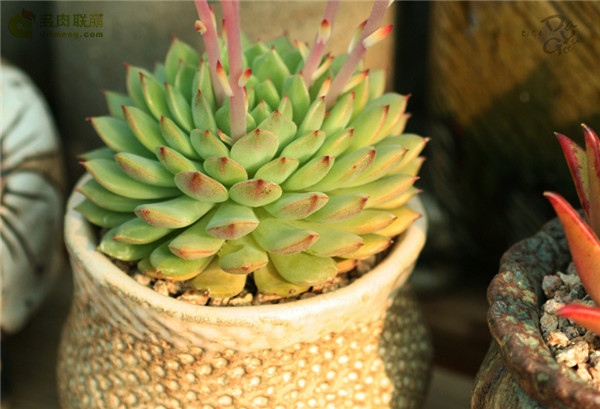 玫瑰莲 Echeveria Derosa