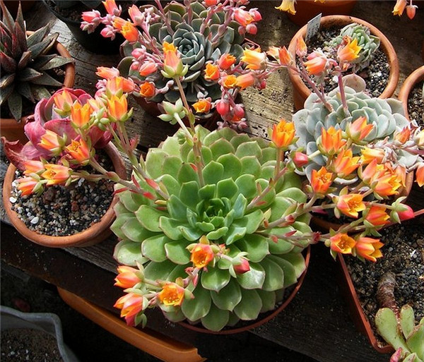 玫瑰莲 Echeveria Derosa