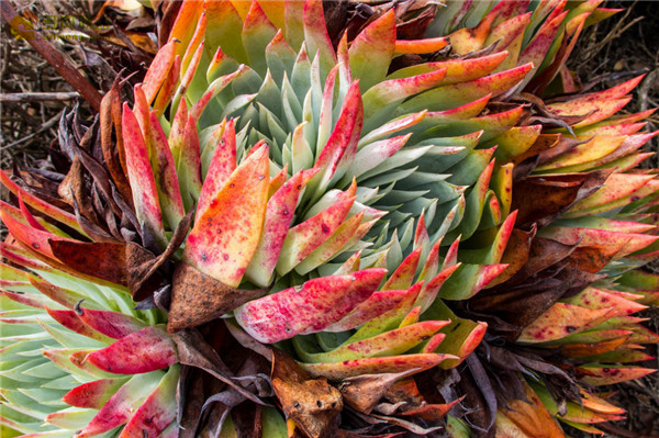 漠然依 Dudleya moranii