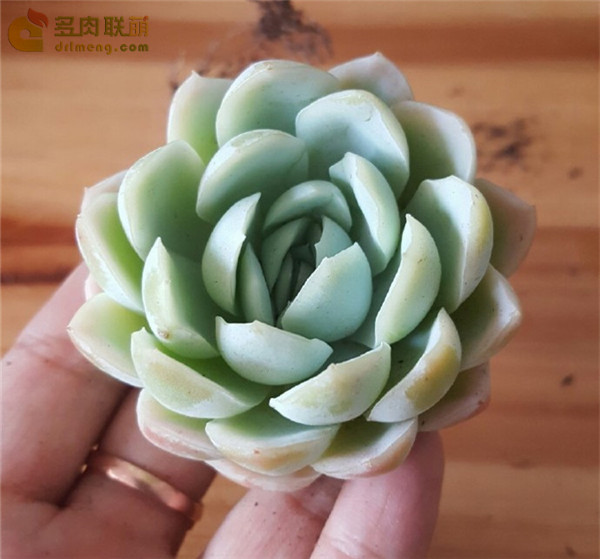 暮光之城