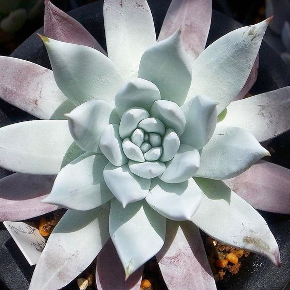 仙女杯 努比吉娜 Dudleya nubigena