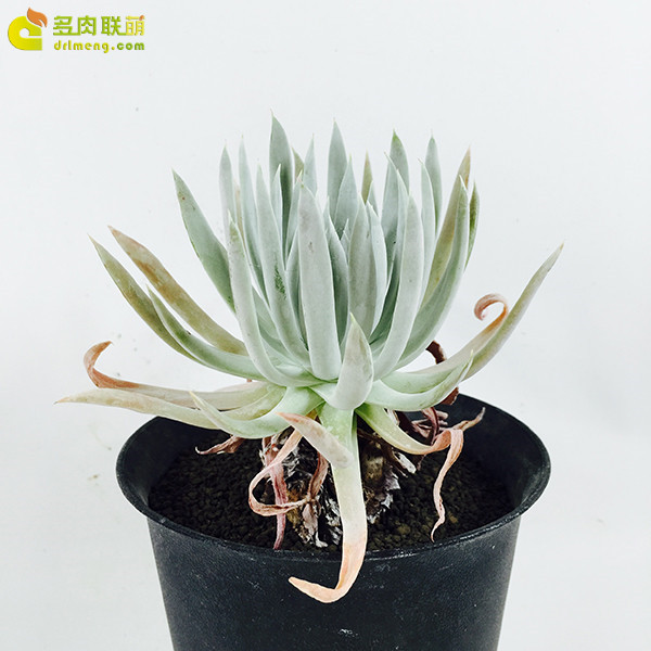 仙女杯 努比吉娜 Dudleya nubigena